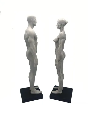 Vista 4 de Figura anatómica humana de 11 pulgadas, modelo anatómico, color blanco (mujer + hombre)