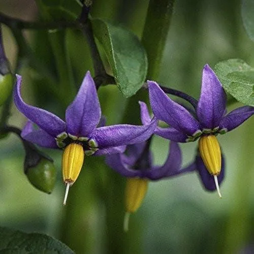 Semillas de solanáceo agridulce (Solanum Dulcamara) Paquete de 30 Semillas