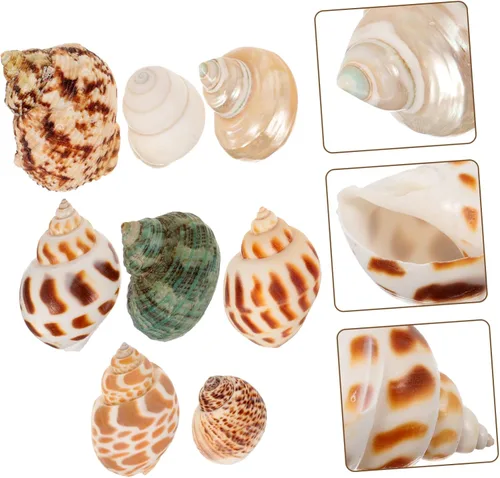 Vista 9 de Alipis 24 Pcs Natural Conch Ocean Seashells Tiny Fish Tank Decor Wedding Decor Mini Decor Aquarium Ocean Decorations Mariposas Decorativas Nautical