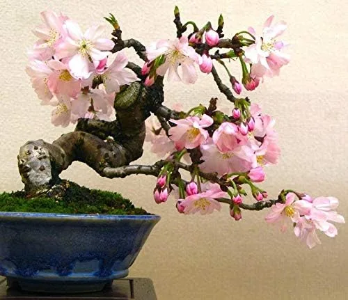 Vista 2 de 10 semillas japonesas de bonsái de flor de cerezo, semillas exóticas frescas de bonsái raras