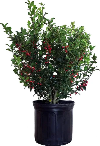 Vista 13 de Ganadores probados - Ilex verticillata Berry Heavy Gold (Winterberry) Arbusto, bayas de oro, 3 - Contenedor