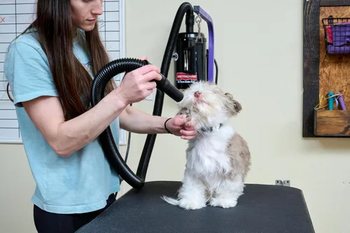 Vista 4 de METROVAC Air Force Secador de pelo para perros de alta velocidad manos libres Ventilador de aseo de mascotas de velocidad variable con calor