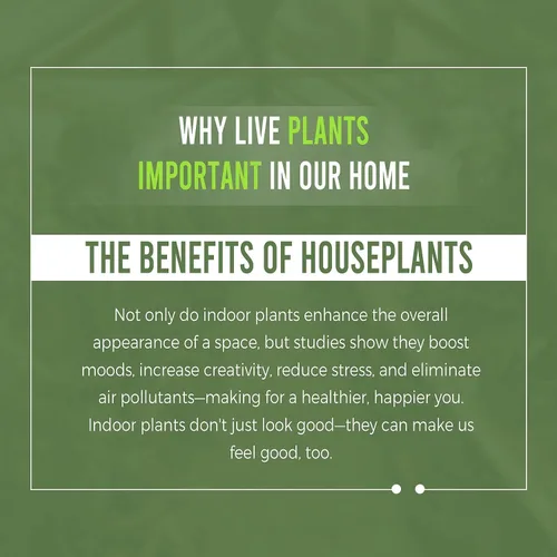 Vista 7 de LEAL PLANTS ECUADOR Impatiens Pink 2 Pack – Anual floreciente exuberante con flores rosas suaves, planta tropical de fácil cuidado, purificadora