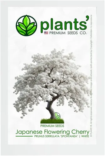 Cerezo Blanco Japonés | Semillas Premium | Prunus serrulata 'Spontanea' | Primavera | Plants'® (Premium Seeds, 5)