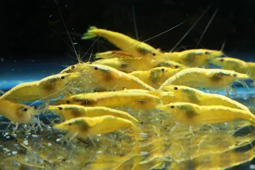 Vista 7 de Acuario vivo de agua dulce Camarones Neocaridina (terciopelo azul (paquete de 5))