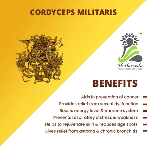 Vista 2 de Herbaveda- Cordyceps Militaris entero 1.76 oz Promueve la vitalidad Aumenta la inmunidad