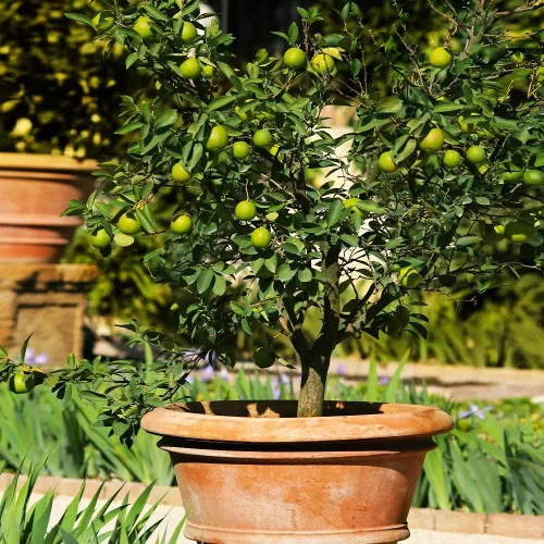 Vista 5 de Gardenera 's Premium Lime Soil Mix - Ideal para macetas, plantar y trasplantar tus árboles de cítricos [bolsa de 1 cuarto de galón]