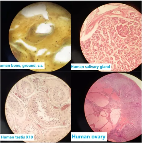 Vista 7 de Conjunto de diapositivas de microscopio de anatomía de tejido humano preparado, 17 piezas de diapositivas preparadas a mano encuesta los principales