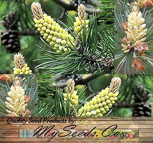 Vista 4 de Semillas para árbol de pino sin transgénicos de MySeeds.Co