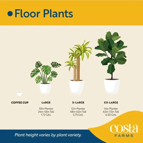 Vista 7 de Costa Farms - Planta interior, filodendro de hoja partida, monstera deliciosa