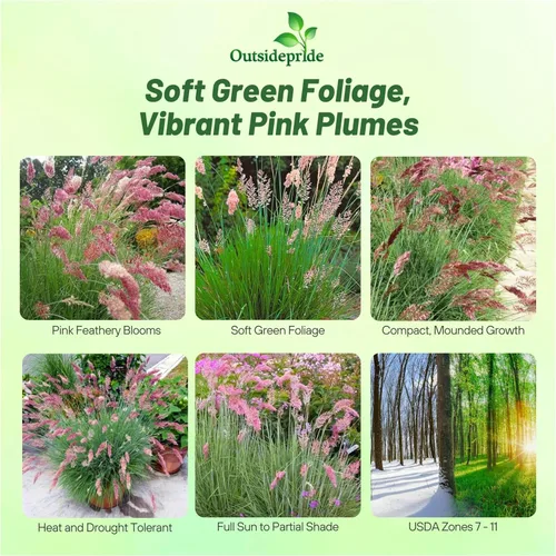 Vista 2 de Outsidepride - 50 semillas de la hierba ornamental perenne Rhynchelytrum Ruby para sembrar