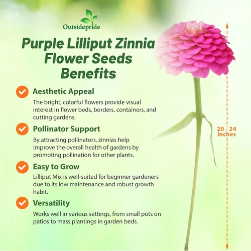 Vista 3 de Outsidepride - Zinnia Elegans, 2000 semillas anuales, Lilliput Purple, flores para plantar, color morado