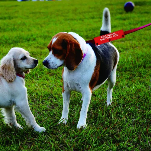 Vista 4 de Servicio de terapia para perro con correa de apoyo emocional para perro, alerta colgante, parche de identificación, regalo de cumpleaños