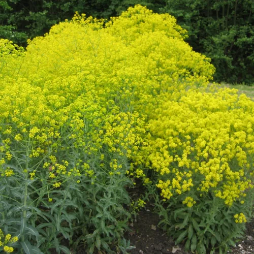 Vista 6 de Woad Seeds (Isatis tinctoria) Más de 20 semillas de hierbas medicinales de plantas de tinte raro en cápsulas de semillas congeladas para The