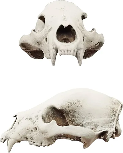Vista 5 de Black Bear Miniature Skull Replica 1:12 Scale Dollhouse, Diorama, Fairy Garden, Terrarium (Bone (hand painted), Closed Jaw (fixed))