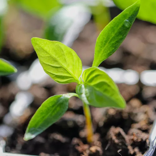 Vista 5 de Seed Needs Semillas de pimiento arcoíris para plantar pimientos suaves, semillas de verduras sin OMG y sin tratar para plantar un huerto al aire