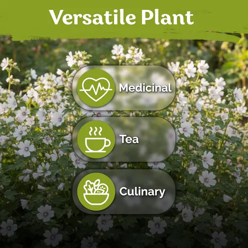 Vista 35 de KVITER 700 semillas de bálsamo de limón para plantar (Melissa Officinalis) - Semillas de hierbas medicinales orgánicas y tradicionales - Cultivar