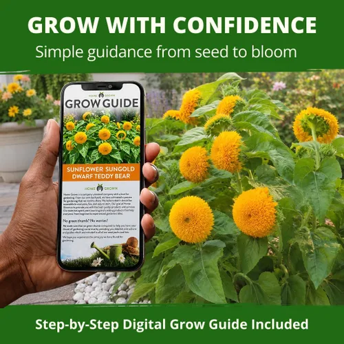 Vista 1011 de HOME GROWN Golden West Poppy 6000 Semillas de flor Eschscholzia californica