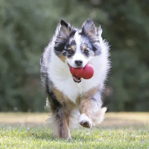 Vista 5 de Juguete masticable clásico Kong para perros - Juguete de buscar y masticar para perros - Capacidad para rellenar con premios y rebote errático