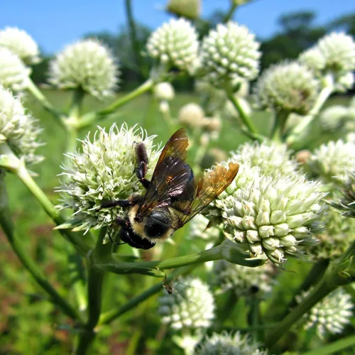 Vista 7 de Outsidepride Rattlesnake Master - Semillas de acebo de mar para plantar, 1000 piezas de semillas perennes tolerantes a la sequía de corte eryngium