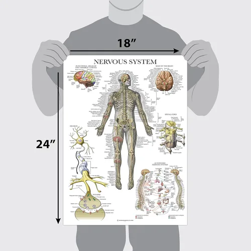 Vista 3 de Palace Learning Paquete de 2 pósteres de anatomía de nervios espinales y sistema nervioso, juego de 2 gráficos anatómicos, columna