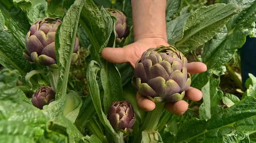 Vista 3 de Corazones pequeños de alcachofa conservados en AOVE - Maida Farm, Campania, Italia