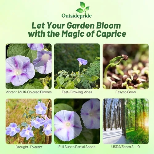 Vista 2 de Outsidepride 250 Semillas Anuales Ipomoea Purpurea Morning Glory Caprice Climbing Vine Flower Seeds para plantar