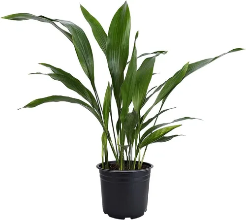 Vista 7 de American Plant Exchange - Planta de Hierro Fundido – Planta viva de 10 pulgadas en maceta, siempreverde, resistente a poca luz, planta de follaje