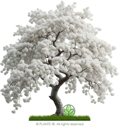 Vista 3 de Cerezo Blanco Japonés Semillas Premium Prunus serrulata 'Spontanea' Primavera Plants'® (Premium Seeds, 5)
