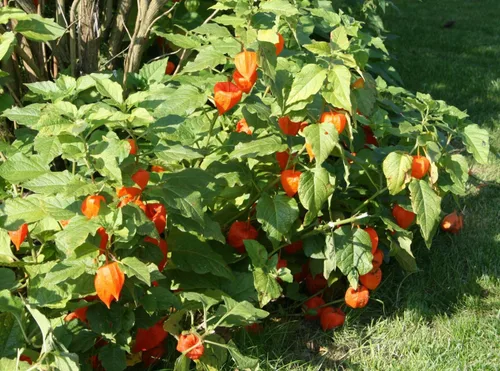 Vista 5 de Semillas Verduras Molidas Cereza Physalis Naranja (Fresa) - 200 Semillas