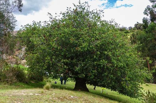 Vista 6 de Wild Black Cherry Tree Premium Seeds Prunus serotina 'Spring' Plants'® (Premium Seeds, 5)
