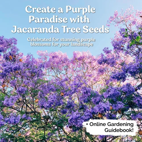 Vista 2 de KVITER 25 semillas de Mimosifolia azul de Jacaranda - Semillas de árbol de jacaranda azul para plantar, árboles orgánicos de rápido crecimiento