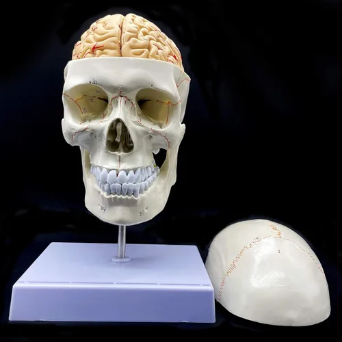 Vista 5 de Cráneo humano con cerebro y vértebra cervical Modelo anatómico Anatomía de tamaño real para estudio de aula de ciencias Modelo de enseñanza