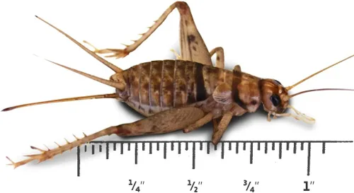 Vista 2 de Josh's Frogs Grillos con bandas grandes para adultos de 1 pulgada (250 unidades)