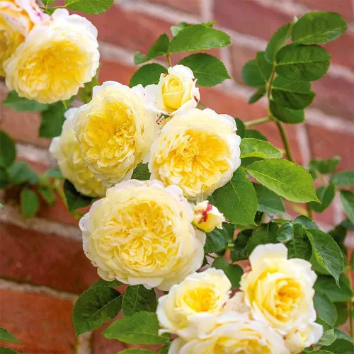 Heirloom Roses David Austin Rose Plant - The Pilgrim® Yellow Rose Bush, planta viva para plantar al aire libre