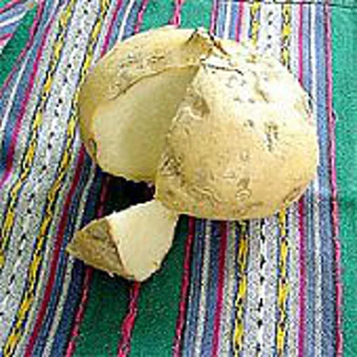 Semillas de jícama (más de 25 semillas)