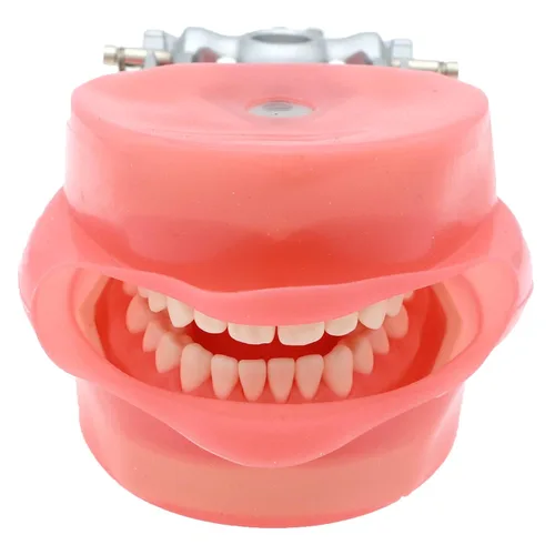 Vista 3 de Modelo de Typodont dental compatible con Kilgore Nissin 28 dientes extraíbles y mejilla de simulación para estudio de enseñanza