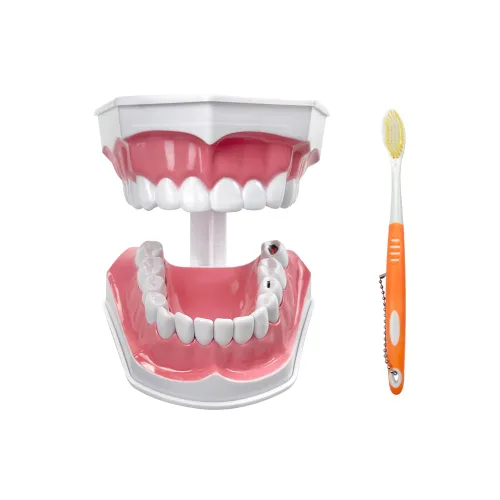 Vista 11 de Modelo de 28 dientes Typodont desmontables, modelo de dientes dentales modelo de enseñanza con goma suave para practicar y estudiar, con un