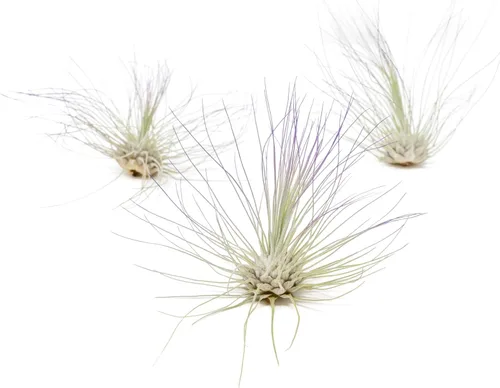 Plantas de aire Tillandsia de color púrpura - Color mejorado de larga duración, plantas suculentas vivas de Tillandsia para casa - Decoración para