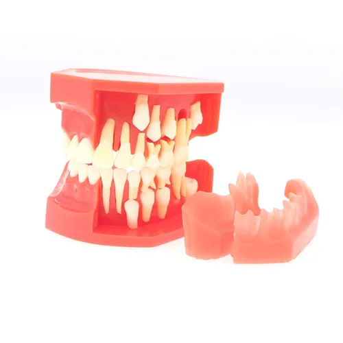 Vista 2 de Dientes Typodonts Modelo dental # 7013 - Modelo de desarrollo de erupción de dientes Modelo alternativo de presión constante de dientes caducifolios