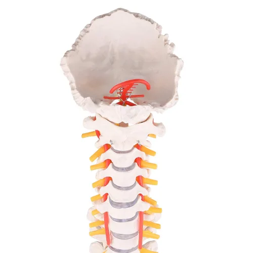 Vista 4 de Winyousk Modelo de columna vertebral de anatomía, modelo de columna vertebral humana anatómica flexible de tamaño natural de 34 pulgadas