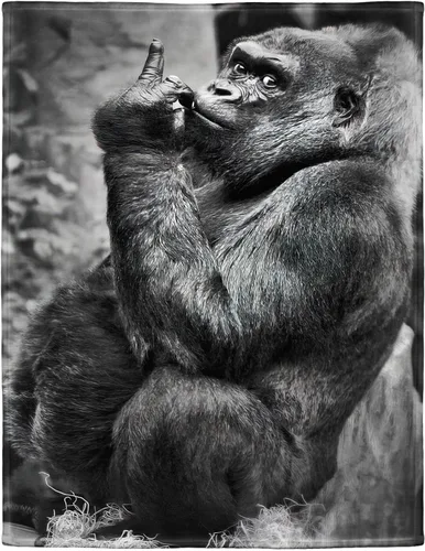 Vista 4 de Gorilla - Manta de forro polar de orangután con diseño de animales divertidos para sofá y cama, 60 x 80 pulgadas