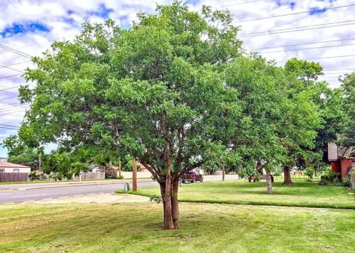 10 Semillas - Pistache de pistacho chino | Pistacia chinensis Semillas de árbol Planta Bonsái resistente