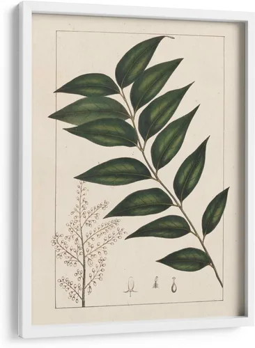 Vista 6 de Canvas Lab Silva Leaves III by John Silva 11 x 15 in Fine Art Framed Print, Frame Color: Black, With Mat Botanical, Floral, Nature Wall