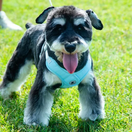 Vista 5 de Arnés para perro con juego de correa, arnés sin tirones para mascotas con 1 clips para correa, chaleco acolchado suave ajustable para perros