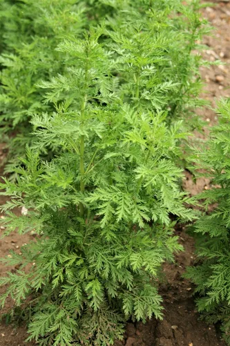 Vista 5 de Ajenjo Dulce Artemisia Annua Dulce Annie Artemisa Hierba Sagewort rasa1ca (1000 Semillas)