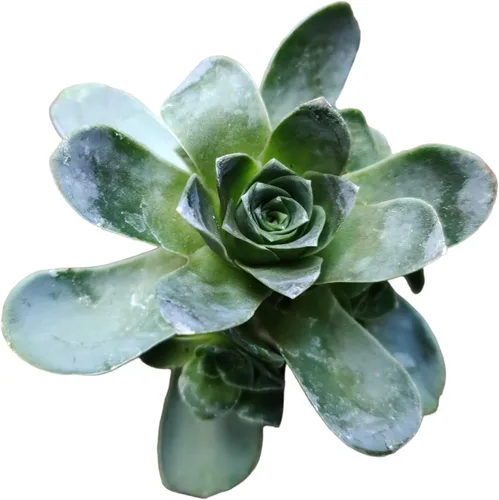 Variación 2