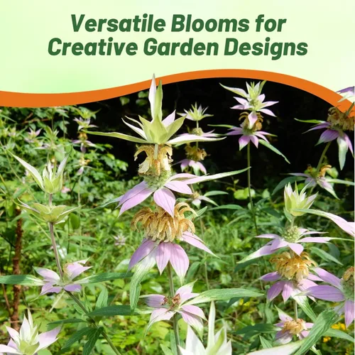 Vista 4 de Outsidepride Semillas de bálsamo de abeja manchada – 500 piezas de semillas de flores de Monarda Punctata perennes, fáciles de cultivar y aptas