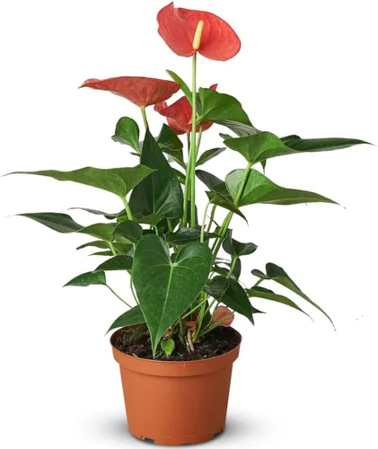 Vista 9 de Planta viva rosa Anthurium para interior Plantas de interior en maceta