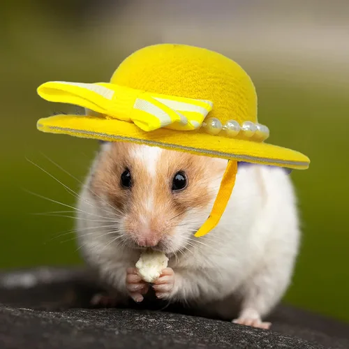 Vista 6 de 6 piezas de sombreros para pollo, sombreros para muñecas, ropa para osos, ropa para peluches, cascos para pollo